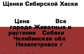 Щенки Сибирской Хаски › Цена ­ 20 000 - Все города Животные и растения » Собаки   . Челябинская обл.,Нязепетровск г.